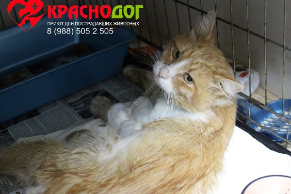 Какая комиссия кракен маркетплейс